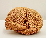 Armadillo I