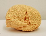 Armadillo II