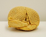 Armadillo III