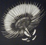 Noční zahrad - Mučenka