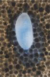 Definitive Object
